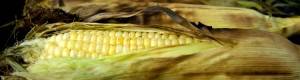 grilled corn on the cob