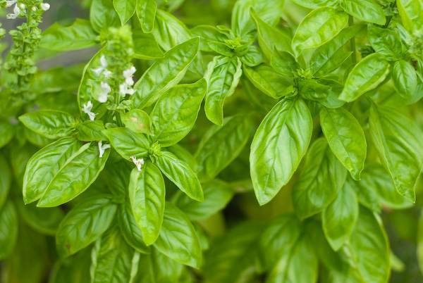 grilling with basil grilling with basil